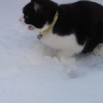 nyanko on the snow